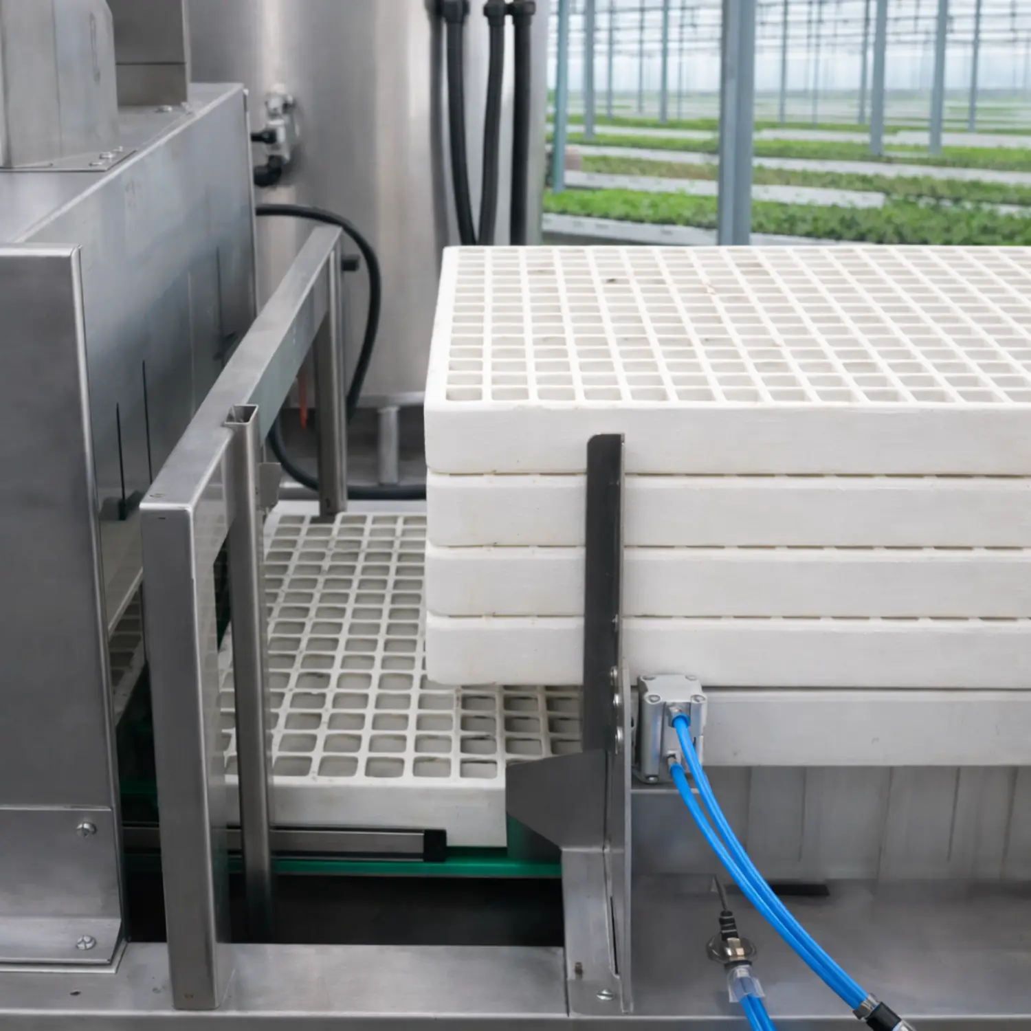 Washed seedling trays moving on a conveyor after passing through a tray washing system